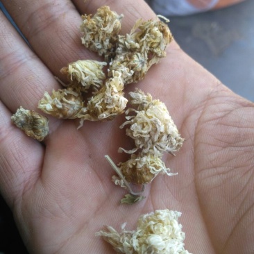 药用菊花袋装