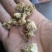 药用菊花袋装