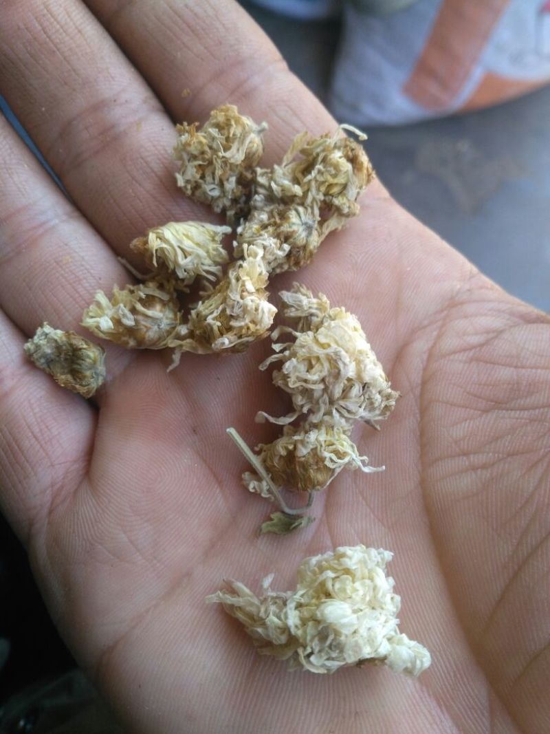 药用菊花袋装
