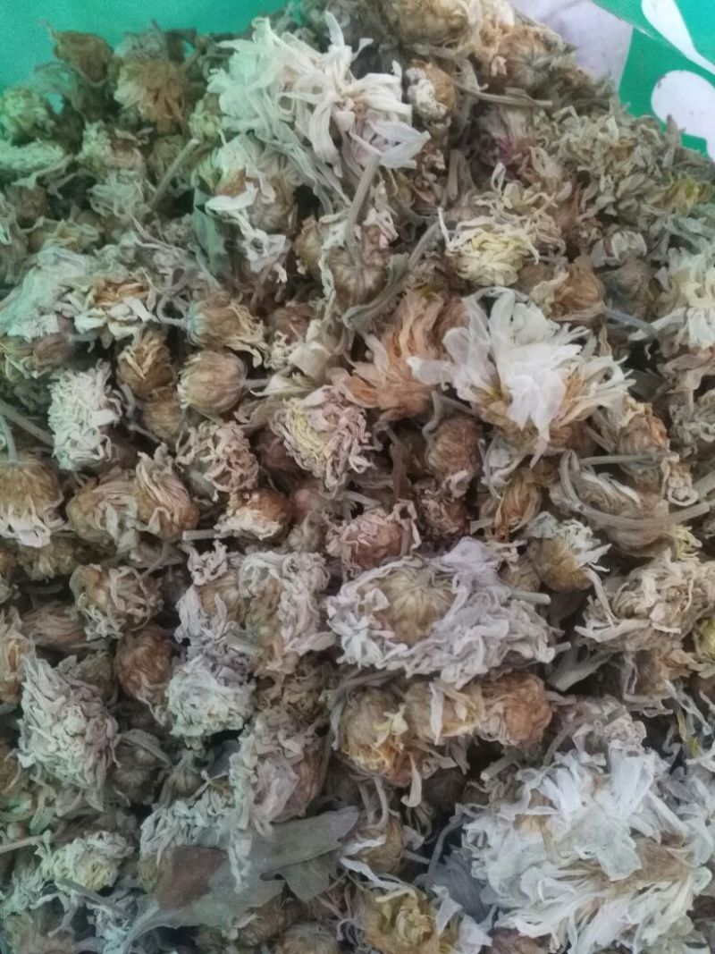药用菊花袋装