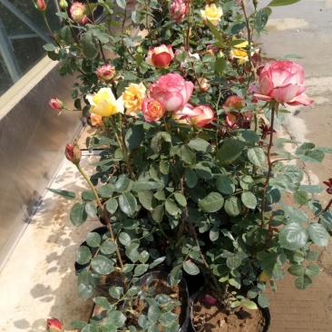大花月季50~60cm