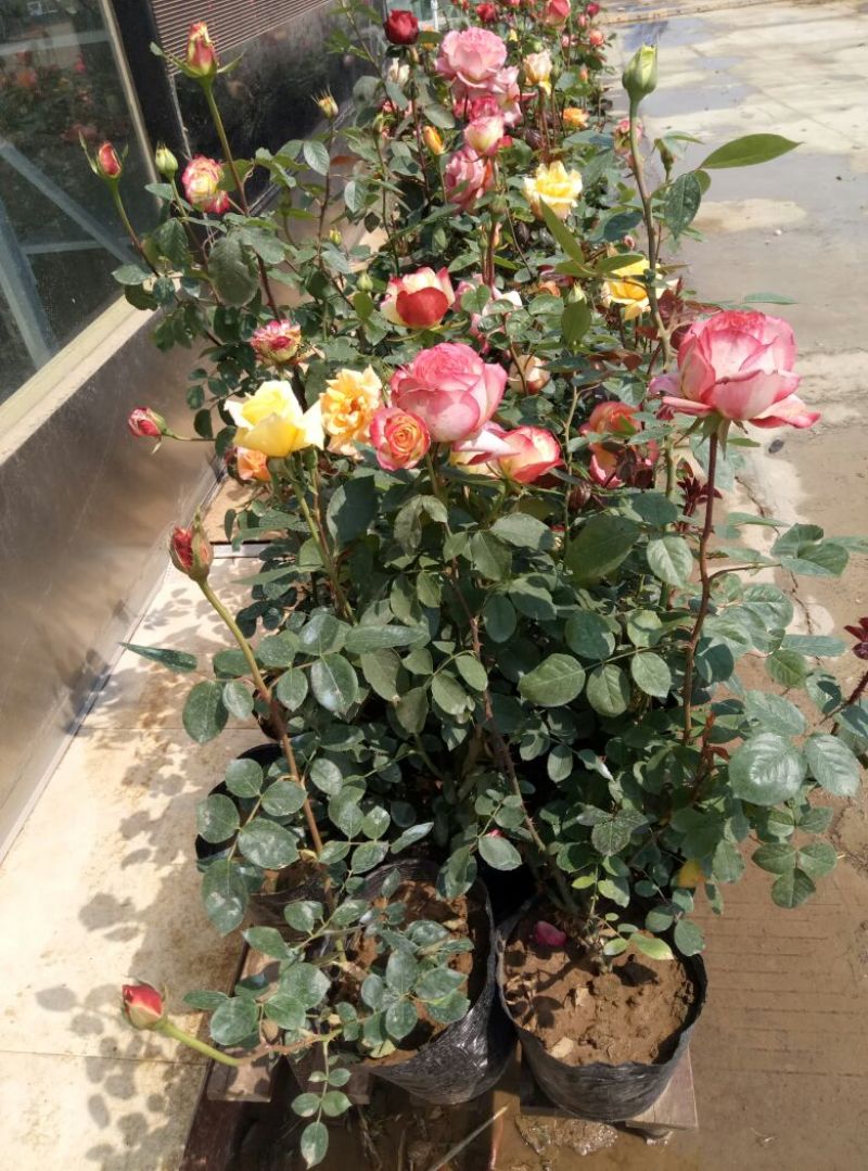 大花月季50~60cm