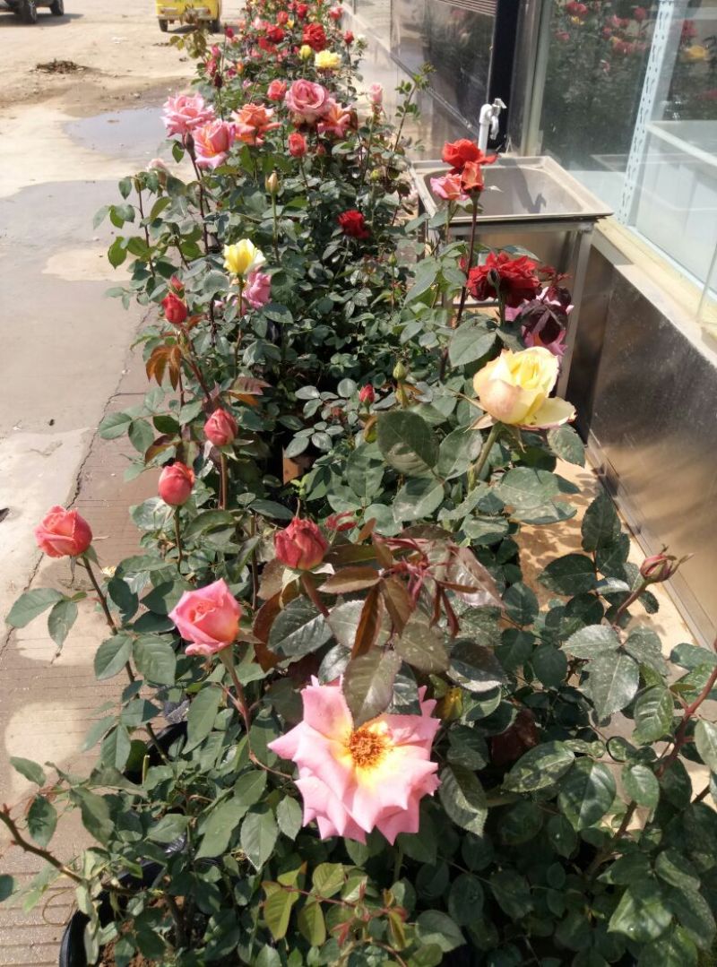 大花月季50~60cm