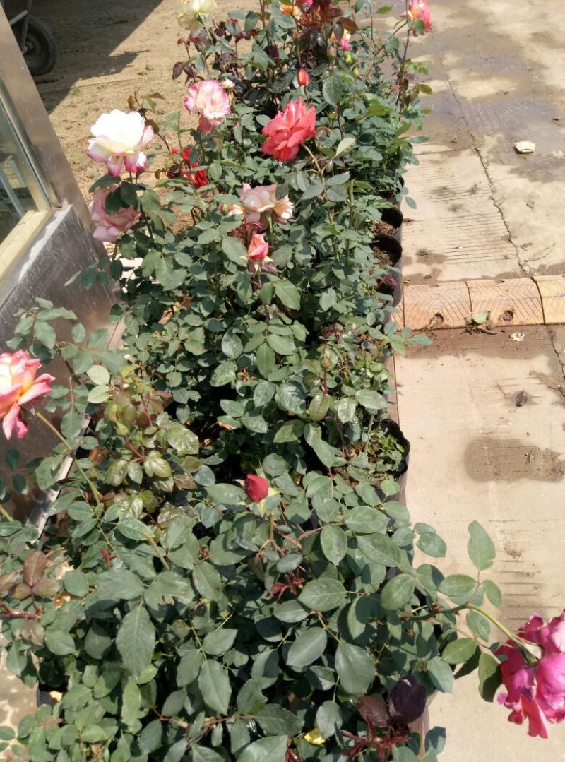 大花月季50~60cm