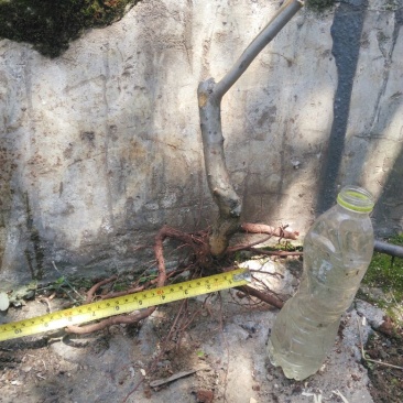 火棘30~50cm