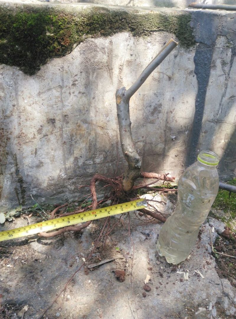 火棘30~50cm