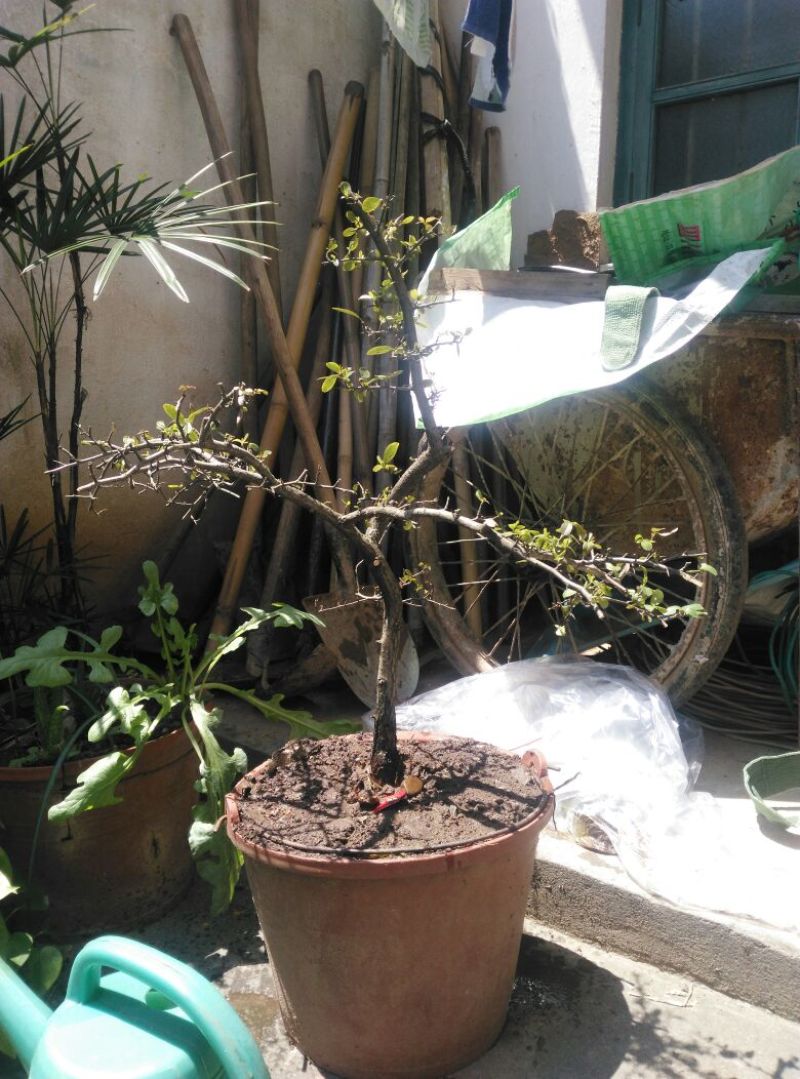 火棘30~50cm