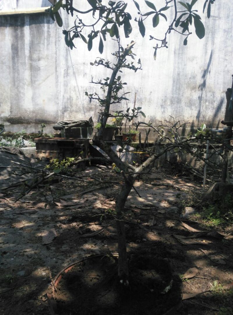 火棘30~50cm