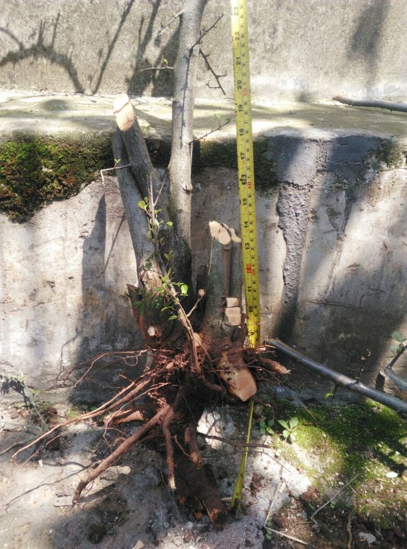 火棘30~50cm