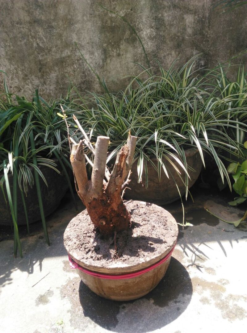 火棘30~50cm