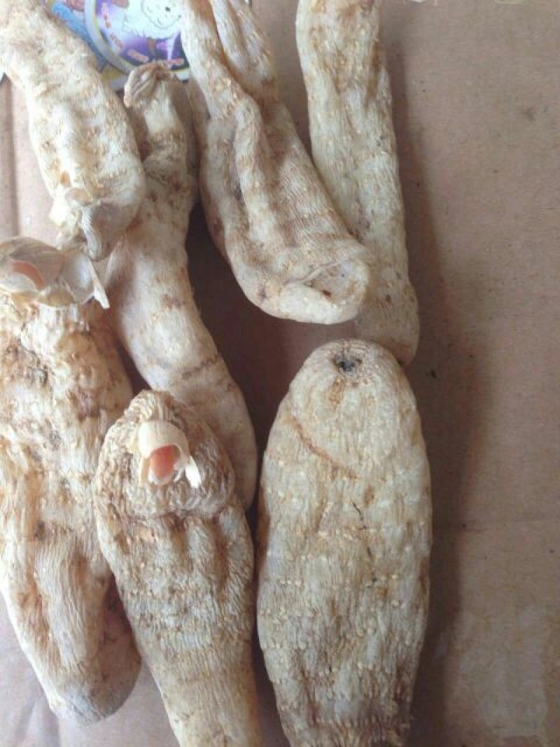 天麻二级