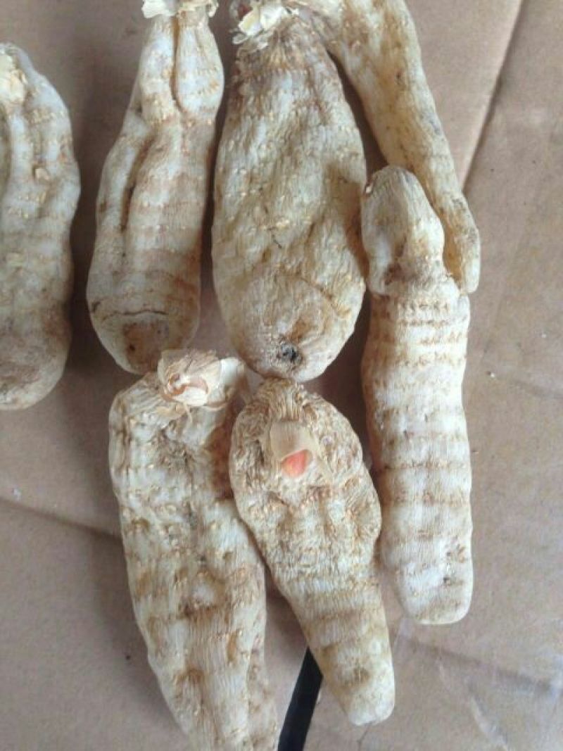天麻二级