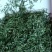 绿茶江西庐山手工绿茶，条形紧密，口味纯正，做工精细
