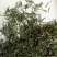 绿茶江西庐山手工绿茶，条形紧密，口味纯正，做工精细