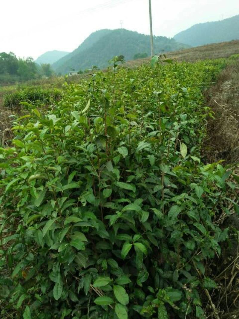 茶叶树苗