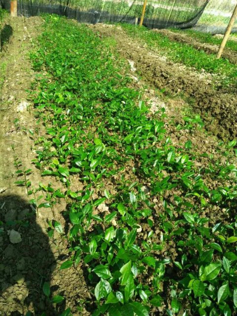 茶叶树苗