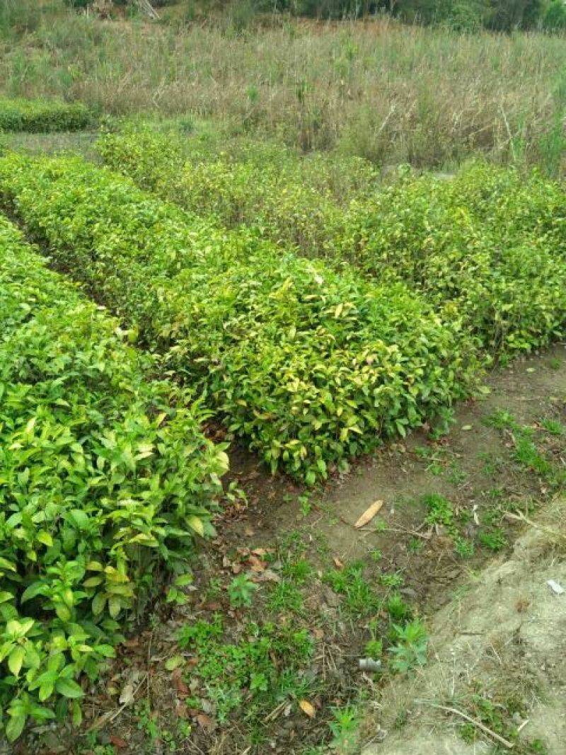 茶叶树苗