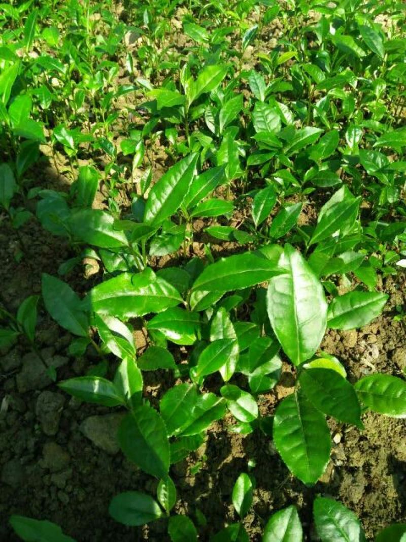 茶叶树苗