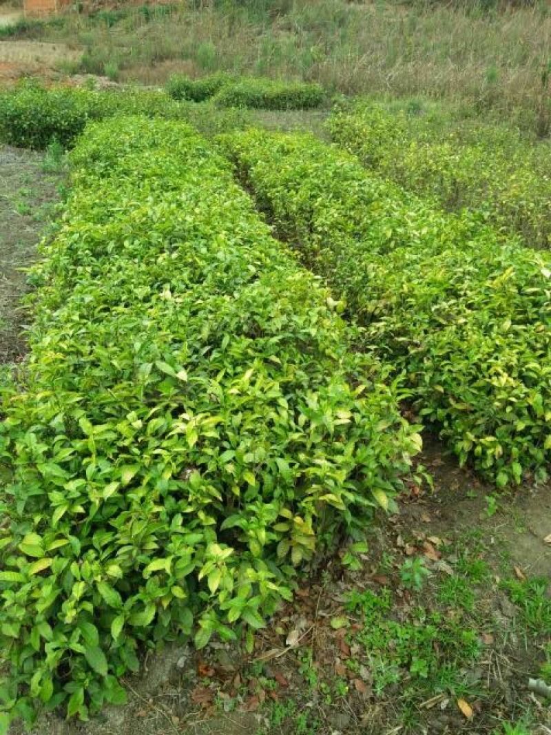 茶叶树苗