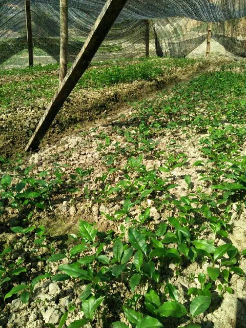 茶叶树苗