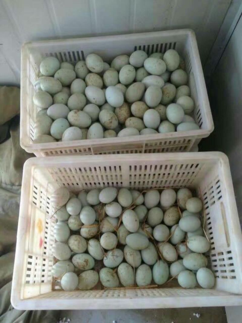 鸭蛋食用