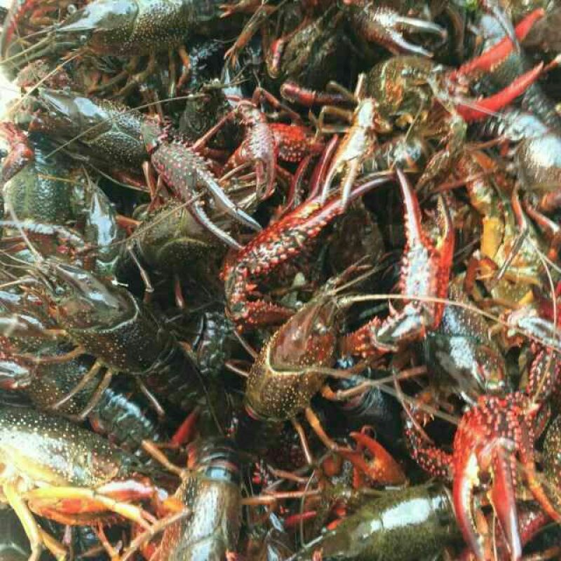 湖虾食用4~6钱活虾藕塘套养