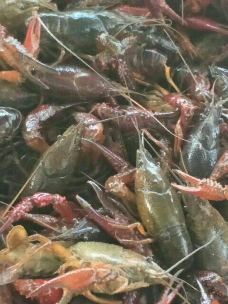 湖虾食用4~6钱活虾藕塘套养