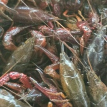湖虾食用4~6钱活虾藕塘套养