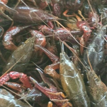 湖虾食用4~6钱活虾藕塘套养
