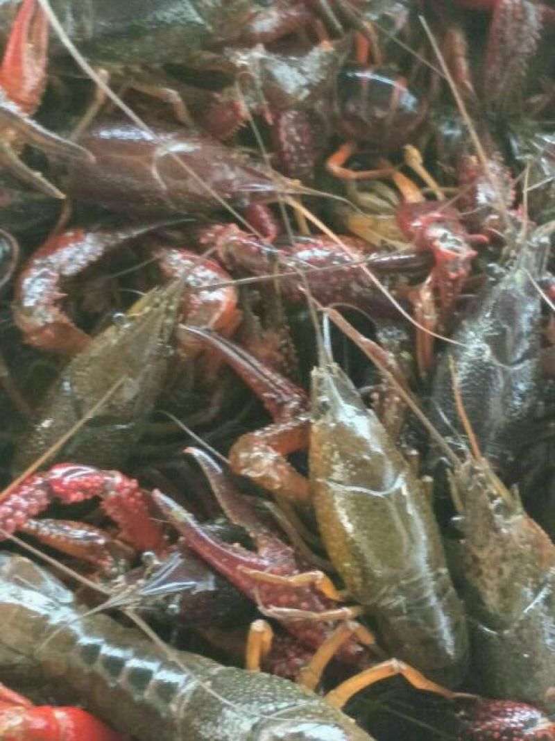湖虾食用4~6钱活虾藕塘套养