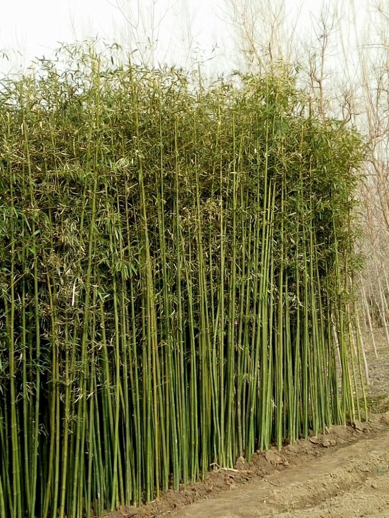竹子1~2m