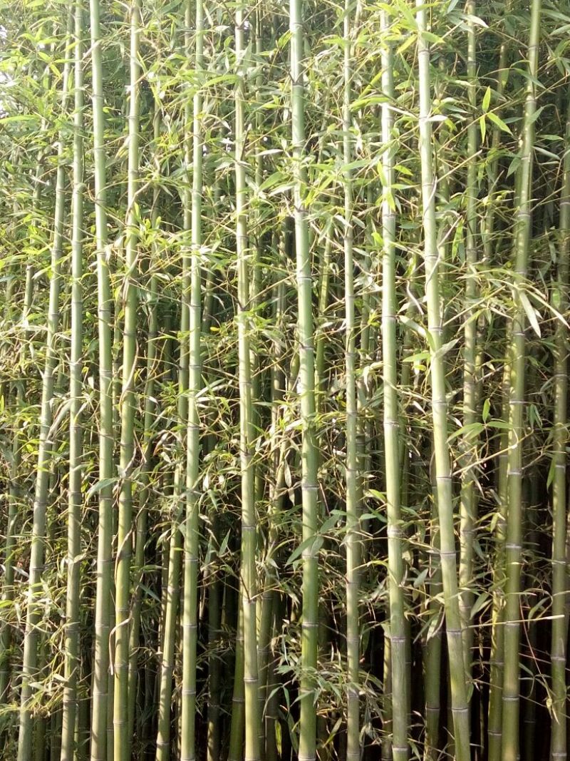 竹子1~2m