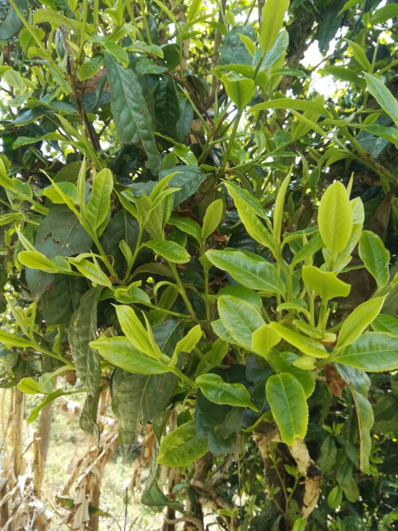 普洱绿茶