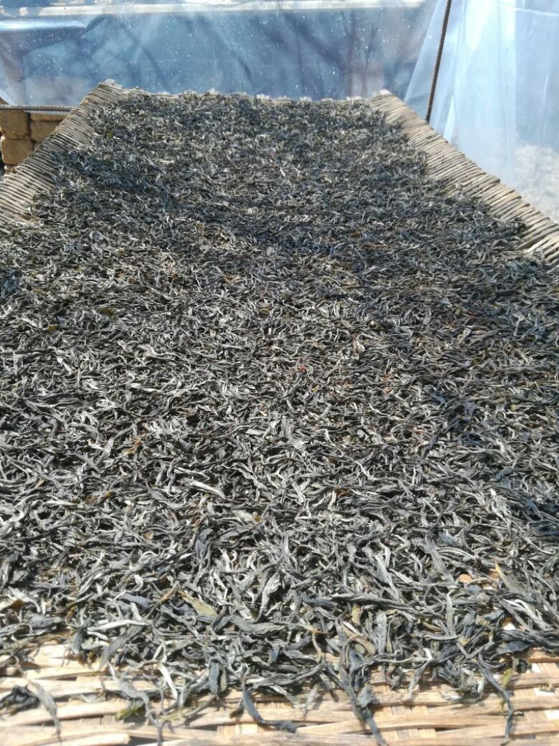 普洱绿茶