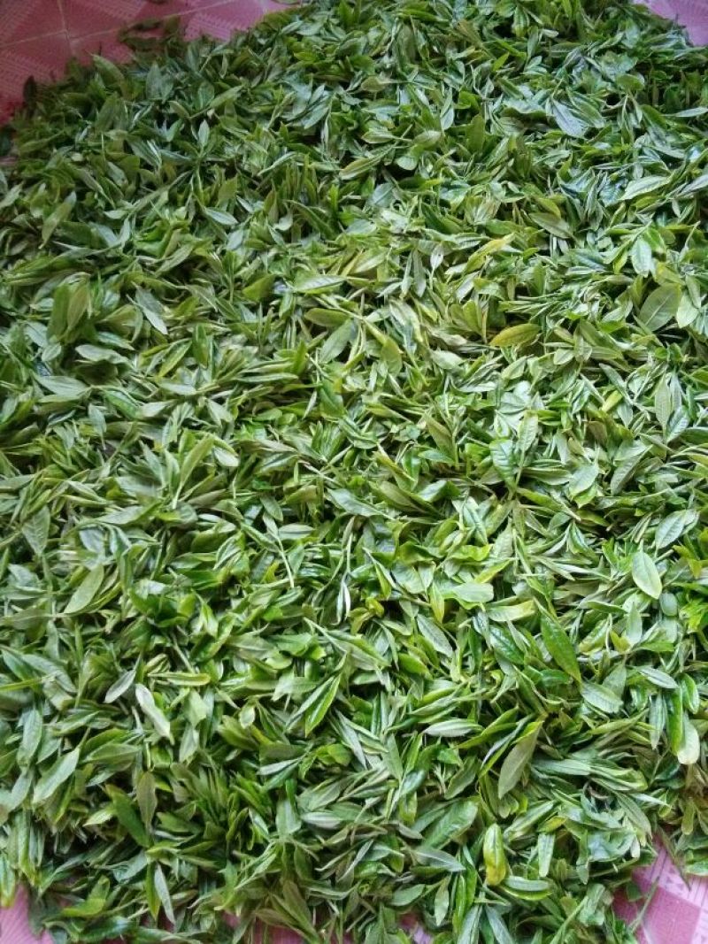 百年大树茶一级