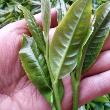 百年大树茶一级