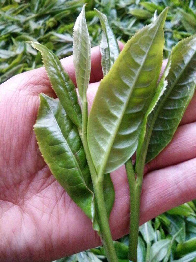 百年大树茶一级