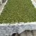 百年大树茶一级
