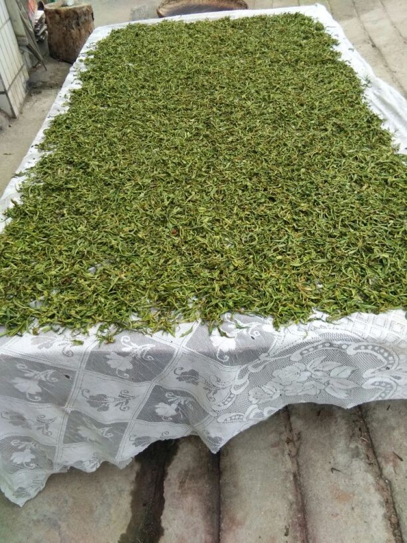 百年大树茶一级