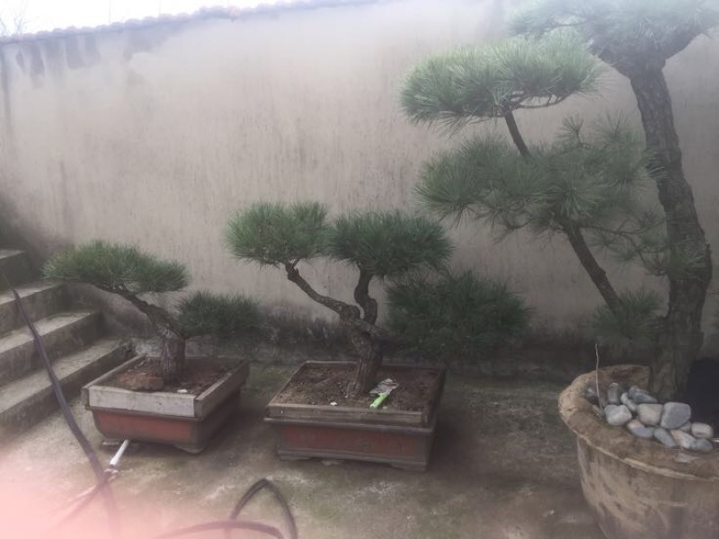造型松
