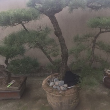 造型松