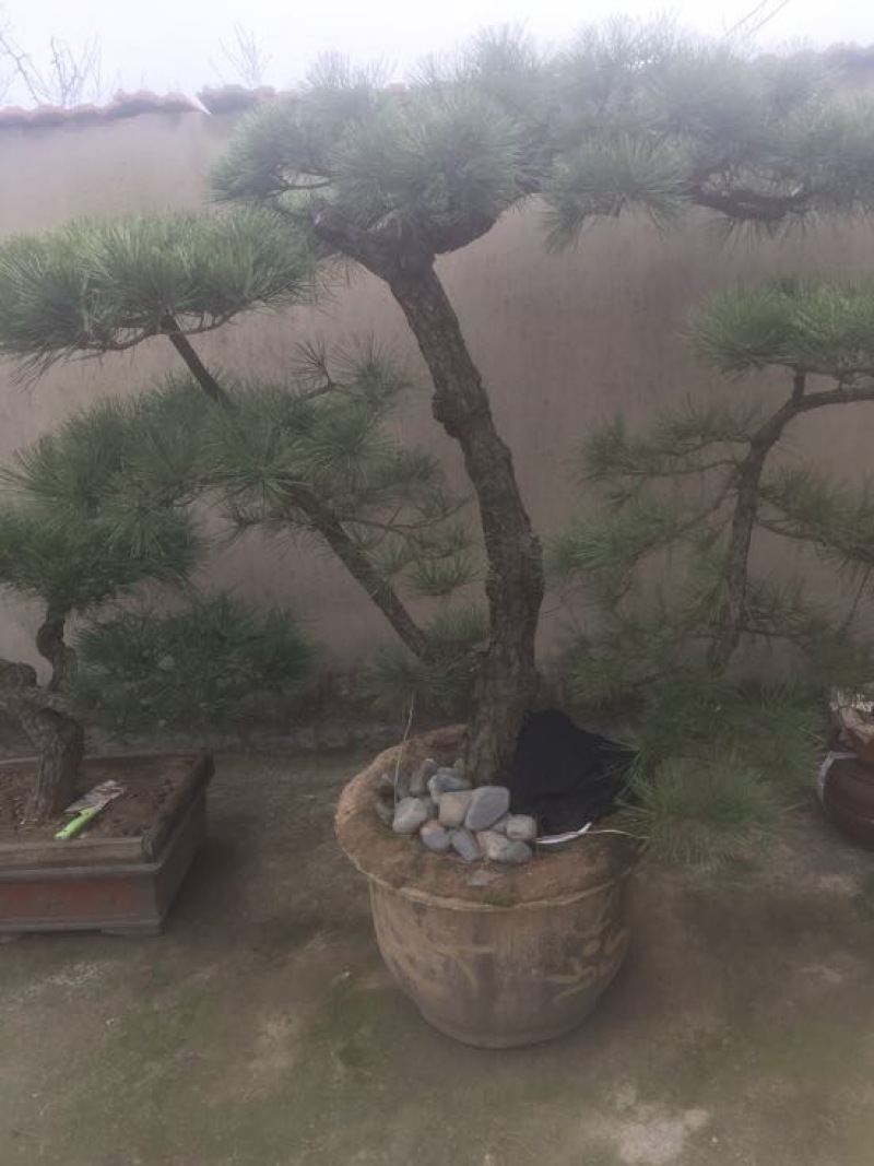 造型松