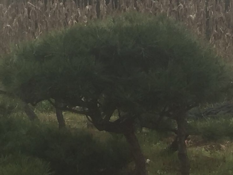 造型松