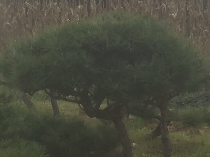 造型松
