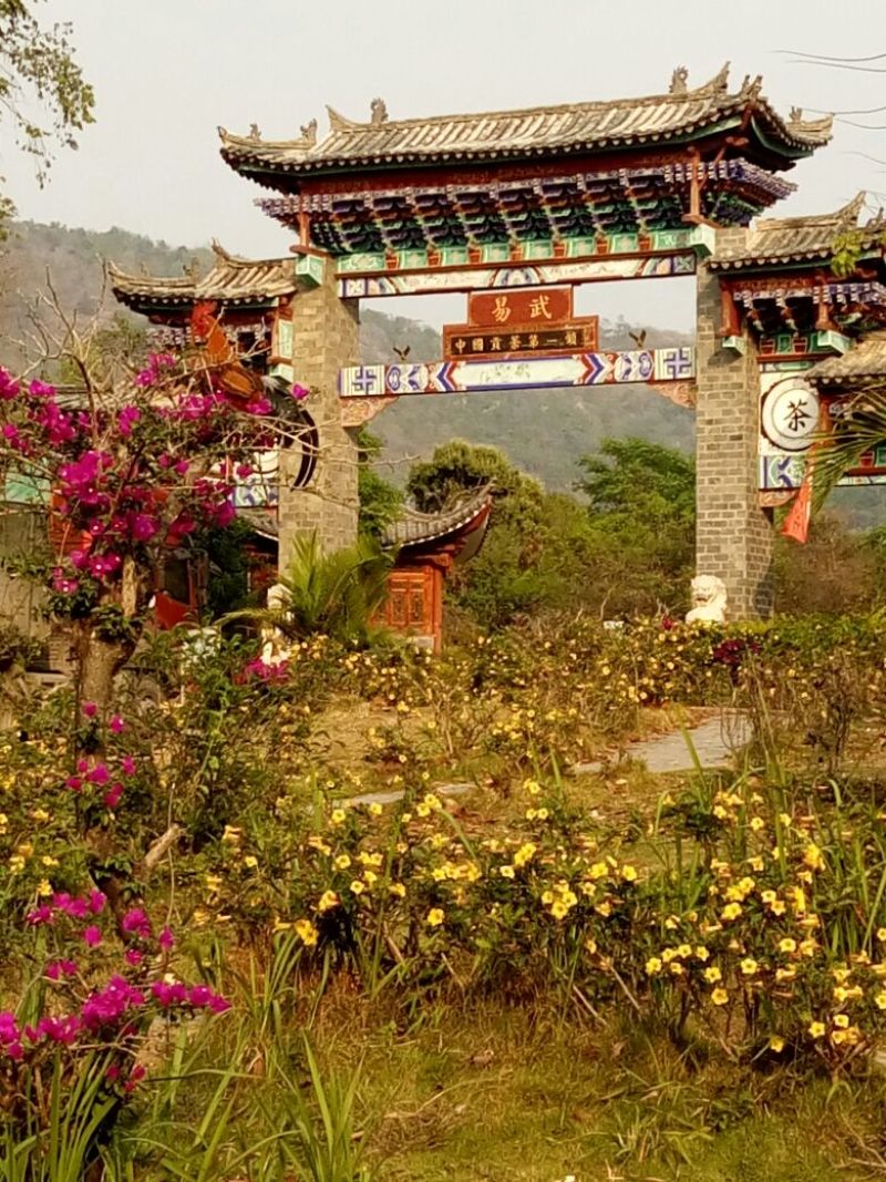 百年大树茶一级