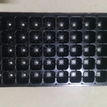 穴盘50孔