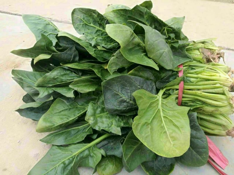 大叶菠菜25~30厘米