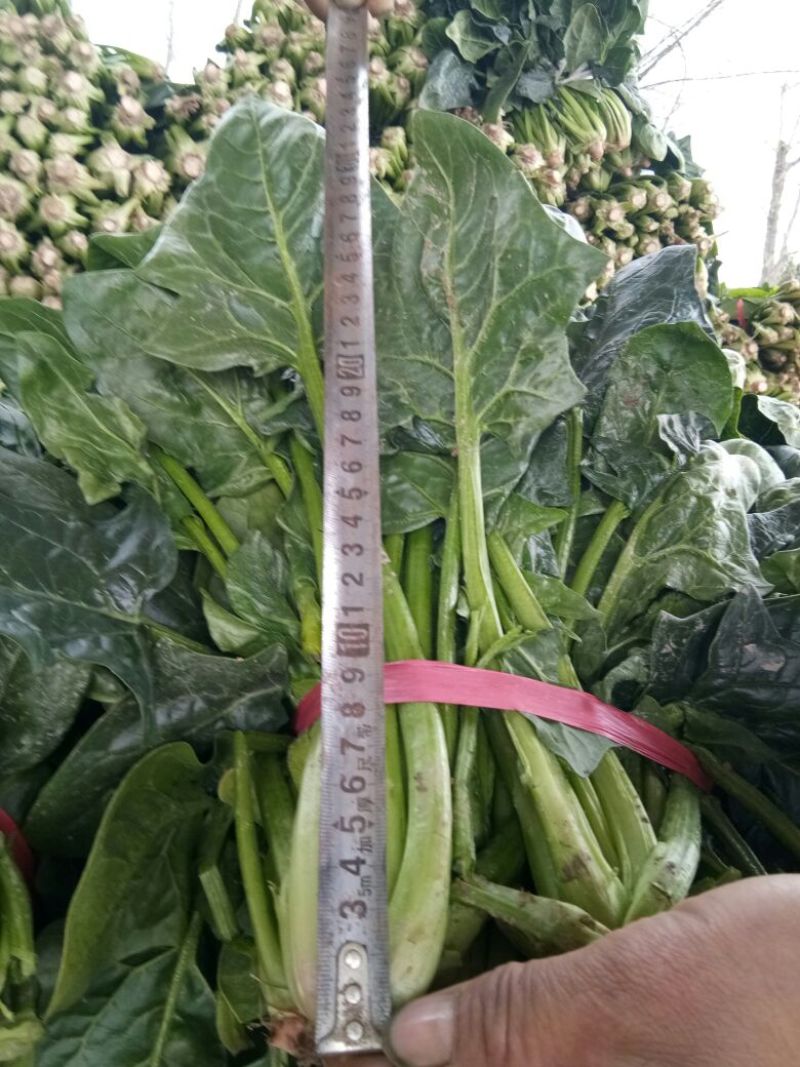 大叶菠菜25~30厘米
