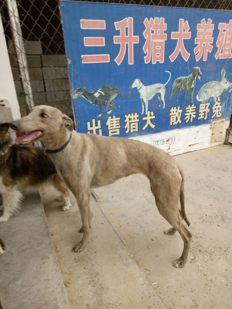 格力犬 公