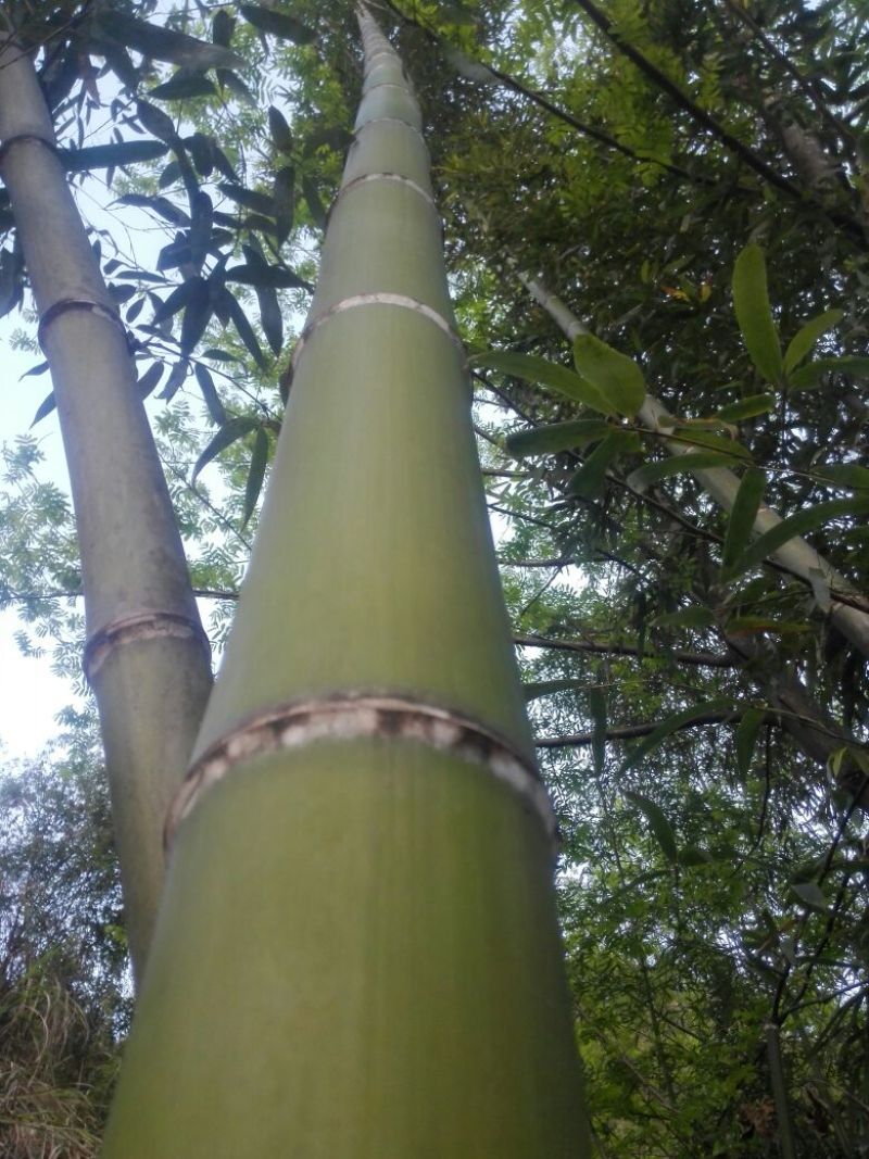 斑竹12~13m